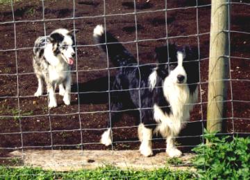 [Spooky and Sally in the dog-yard]